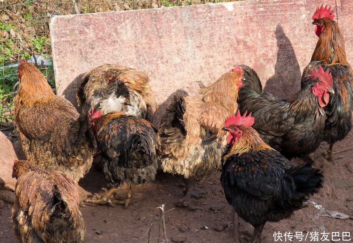 今日皖北麻鸡最新价格行情-皖北麻鸡今日市价速览