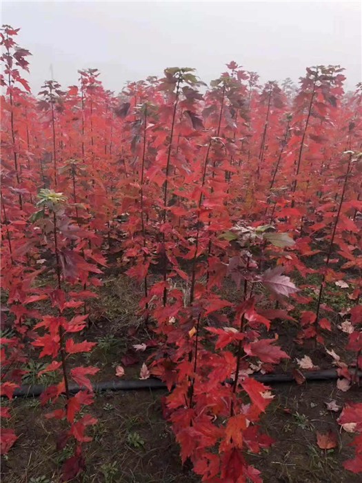 鲜花价格实时动态