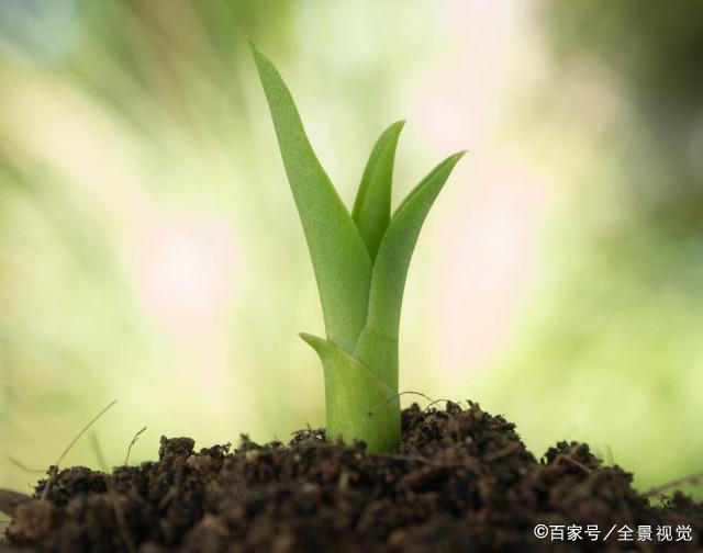 嫩绿生机：小草崛起章节新篇章揭晓